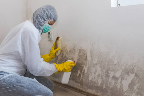 Best Attic Mold Removal  in Mercersburg, PA